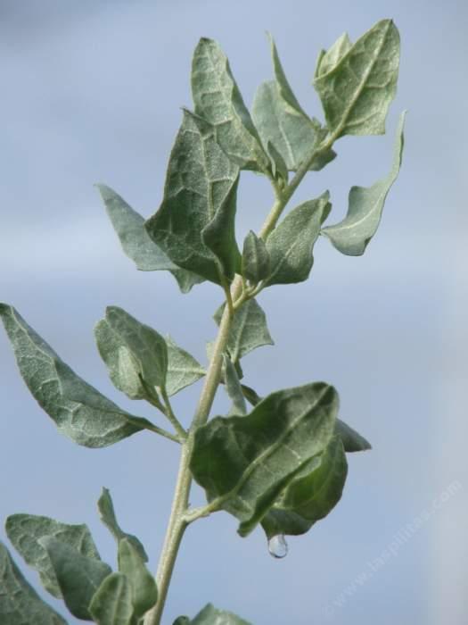 Atriplex lentiformis Breweri Brewers Salt Bush
