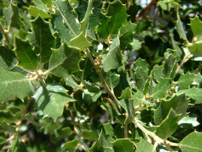 Quercus-cornelius-mulleri - grid24_24