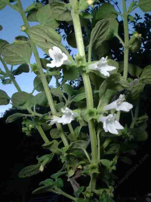 Satureja chandleri,  Shrubby Yerba Buena flowers - grid24_24