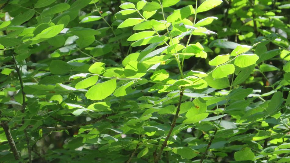 Fraxinus latifolia,  Oregon Ash in the wild up by Forestville