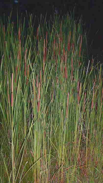 Typha domingensis, Southern Cat-Tail.