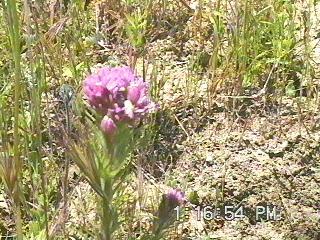 Orthocarpus exserta Owl's Clover - grid24_24