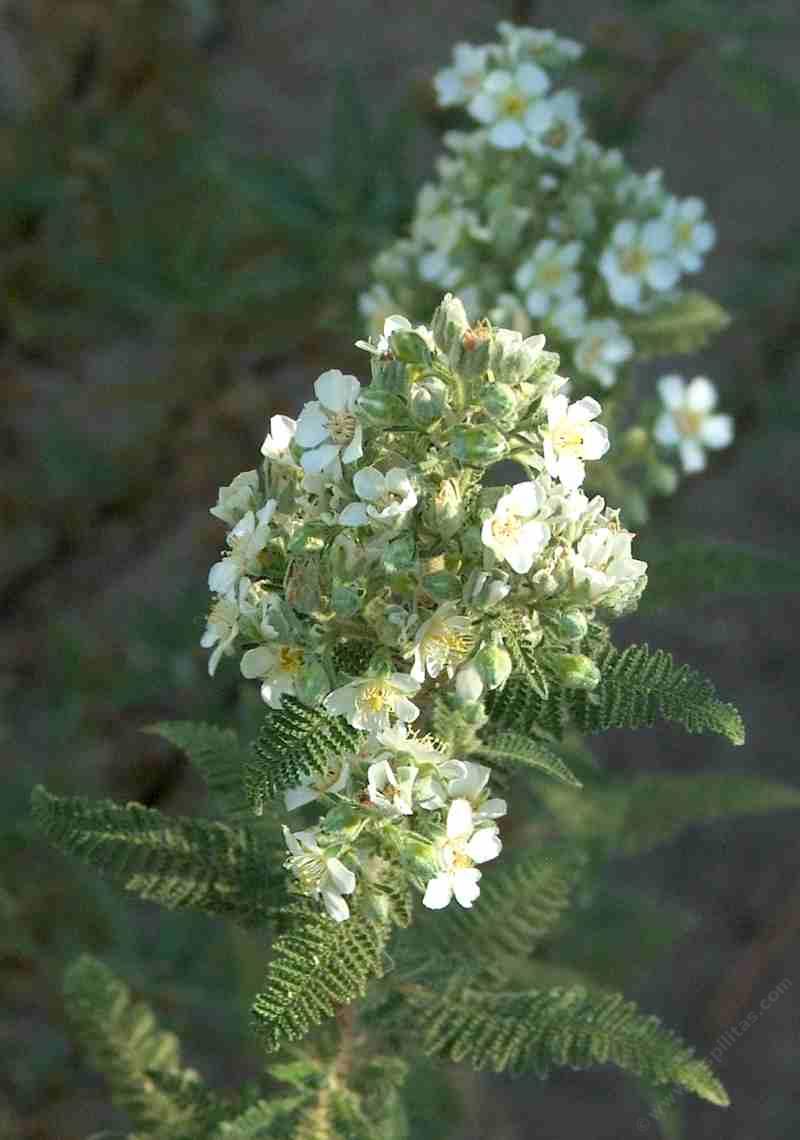 Chamaebatia foliolosa,  Mountain Misery flowers at Santa Margarita
