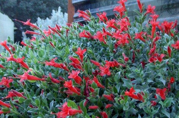 Zauschneria septentrionalis 'Mattole River', White Leaf Fuchsia.