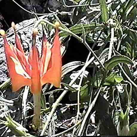 Aquilegia eximia Serpentine Columbine - grid24_24