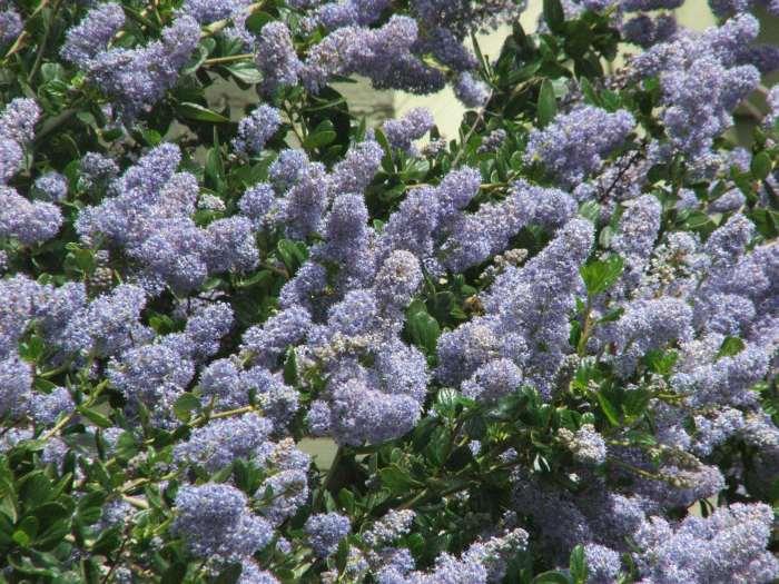 Remote Blue Ceanothus has sky blue flowers(yes the sky looks like that)
