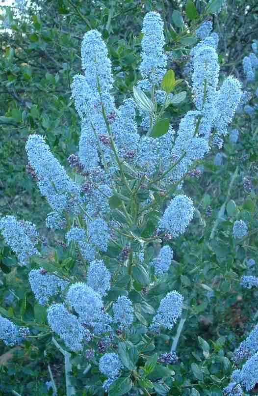 Ceanothus sorediatus Klamath - grid24_24