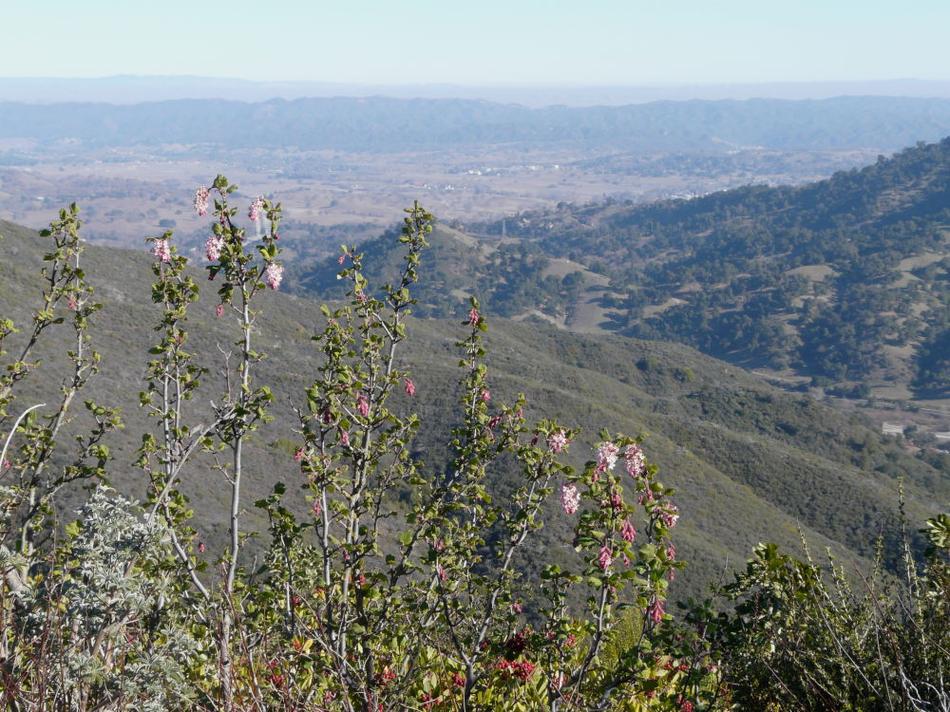 A Description And List Of California Native Plants That Live In