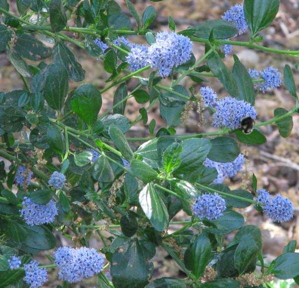 A low form of Ceanothus thyrsiflorus, Blueblossom or Blue blossom Ceanothus - grid24_24