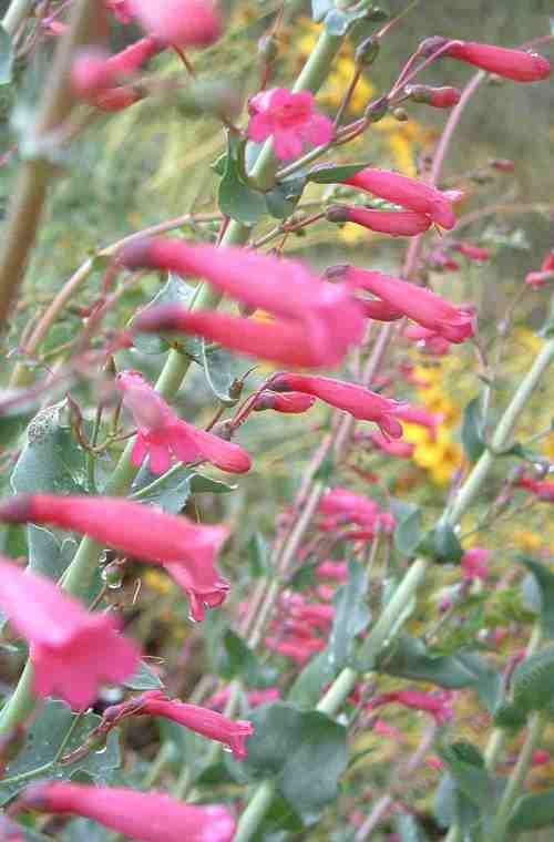Penstemon X parishii, Parish's Penstemon is a hot pink
