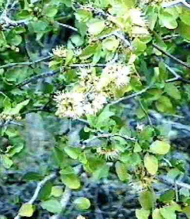 An old picture of Desert Peach,. This is what the web looked like in 1997.