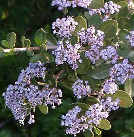 The sierra form of buckbrush