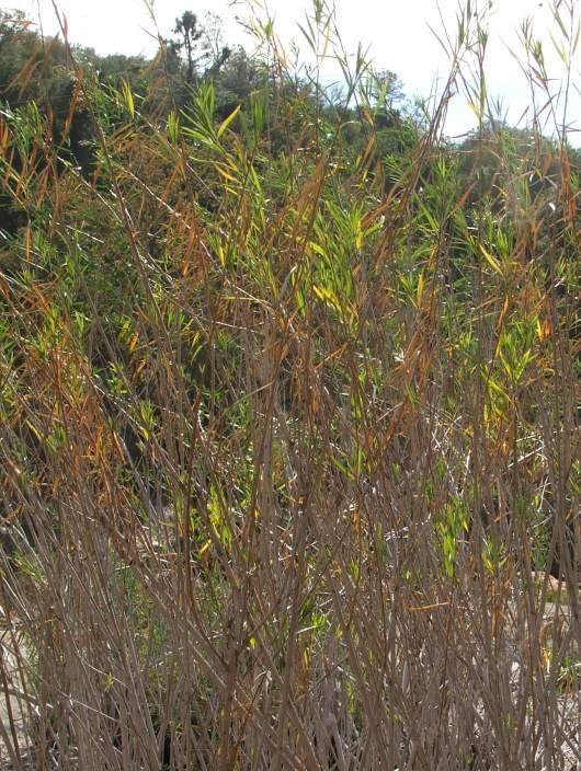 Mule fat, Baccharis_viminea

 - grid24_24