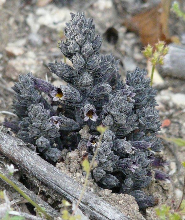 Orobanche bulbosa Chaparral Broomrape