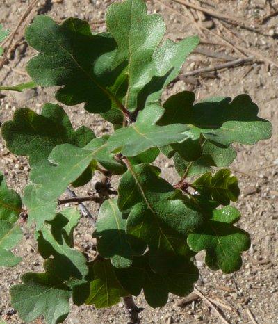 Garry Oak , also known as Oregon White Oak or Oregon Oak, Quercus garryana