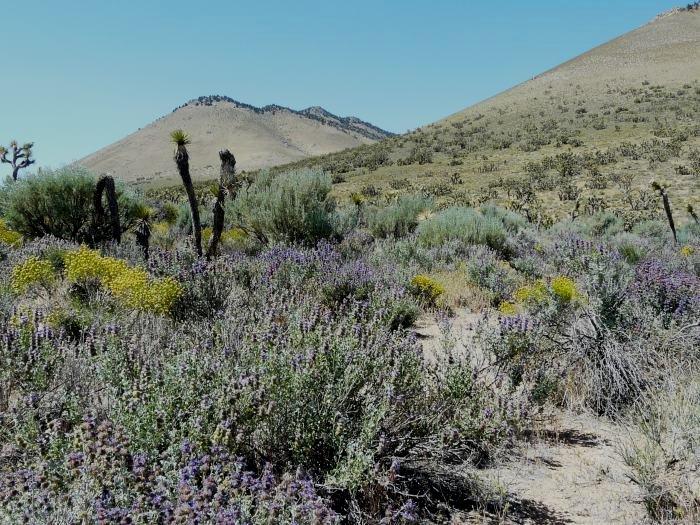 Escape to Nevada's Silver Sage: Your Desert Oasis Awaits!