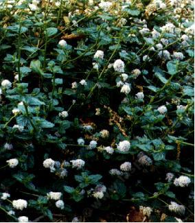 An old picture of Ceanothus griseus