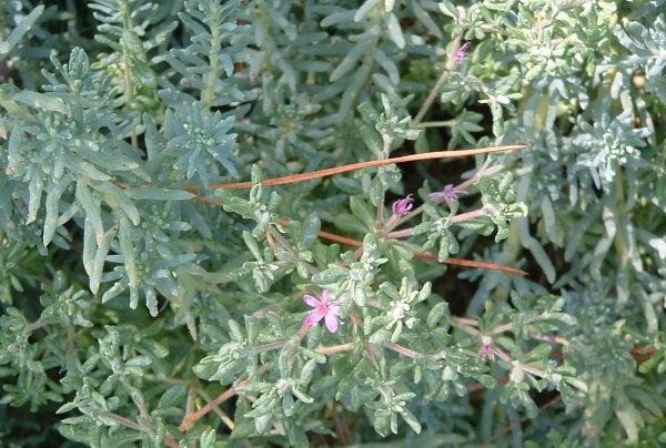 Frankenia grandiflora, Alkali Heath