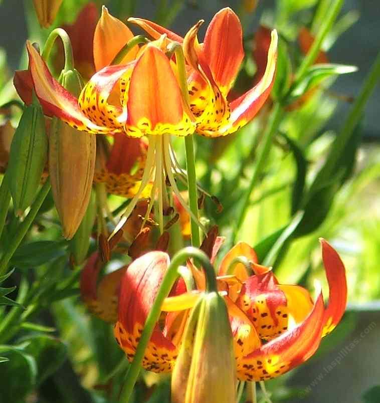 Category:Lilium pardalinum - Wikimedia Commons