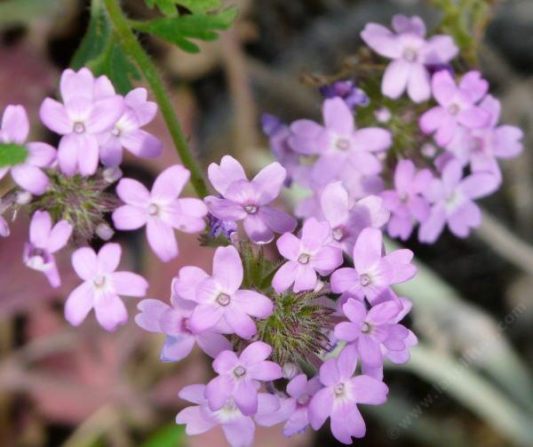 Verbena goodingii, Pink Verbena syn. Glandularia gooddingii.
