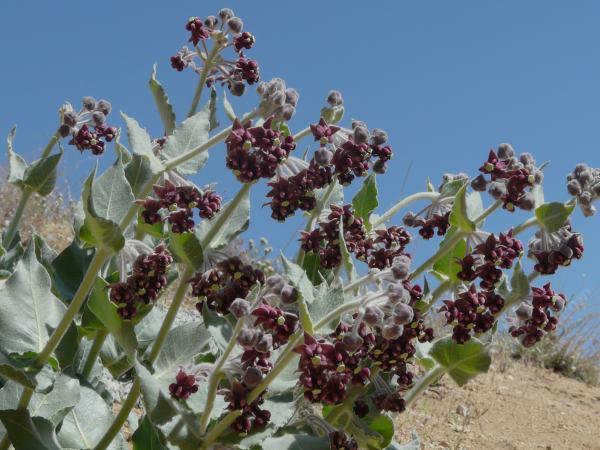 Asclepias californica California Milkweed  in flower - grid24_24