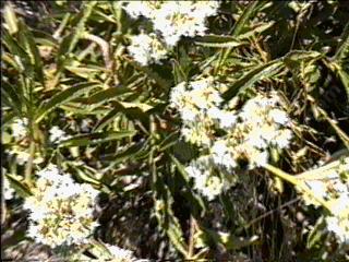 Eriodictyon angustifolium, Narrow-leaved Yerba Santa