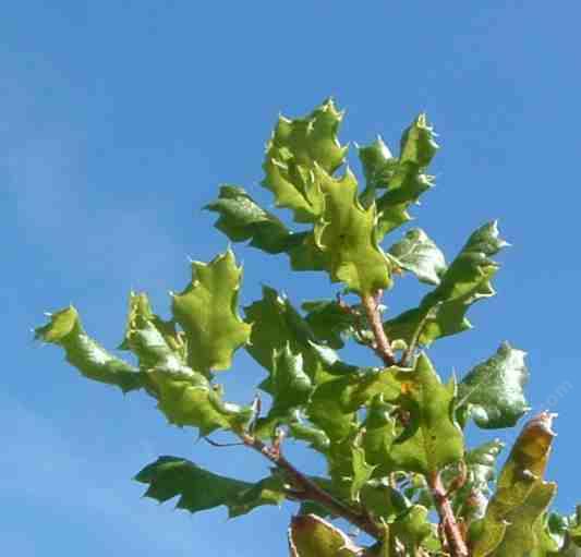 Quercus durata, Leather Oak leaves have their tips rolled under. - grid24_24