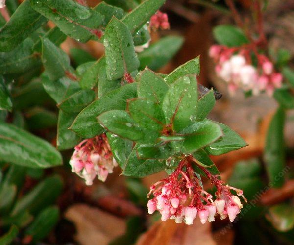 Paridise Manzanita flowers