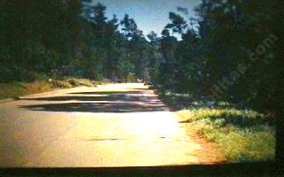 Pinus radiata, Cambria Pine, is shown in this photo, in the closed-cone pine forest of Cambria, California, circa early 1980.