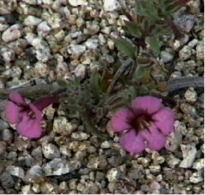 Mimulus fremontii