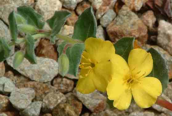 Oenothera cheiranthifolia suffruticosa Beach Evening Primrose - grid24_24