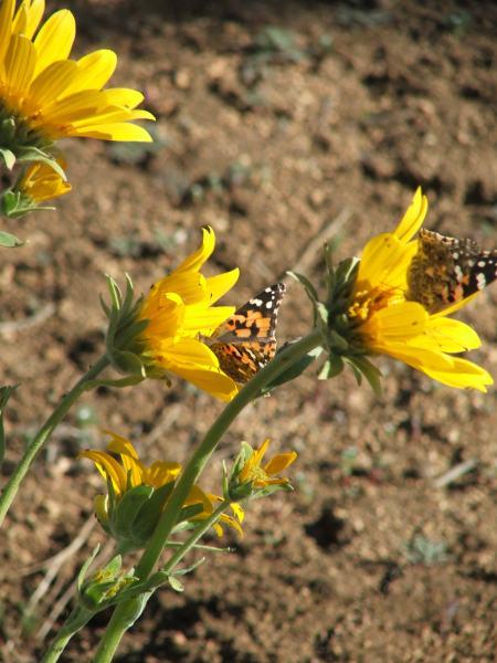 Balsamorhiza sagittata Arrowleaf balsamroot
