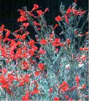 An Old picture of Zauschneria californica Uvas Canyon - grid24_24