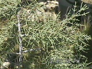 Cupressus bakeri, the Modoc Cypress, Siskiyou Cypress or Baker Cypress