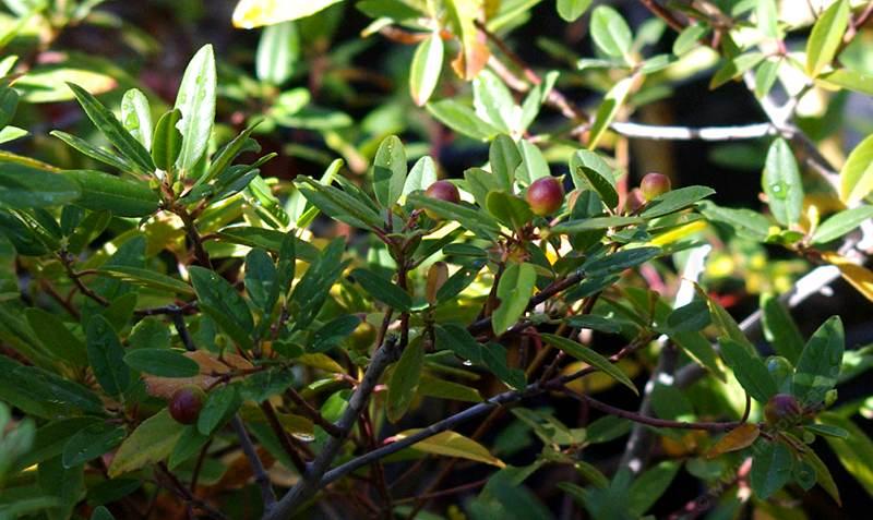 Rhamnus california, Mound San Bruno coffeeberry