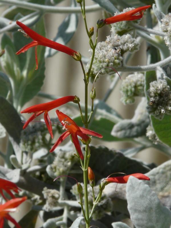 Penstemon labrosus, Scarlet Penstemon with Woolly Yerba Santa