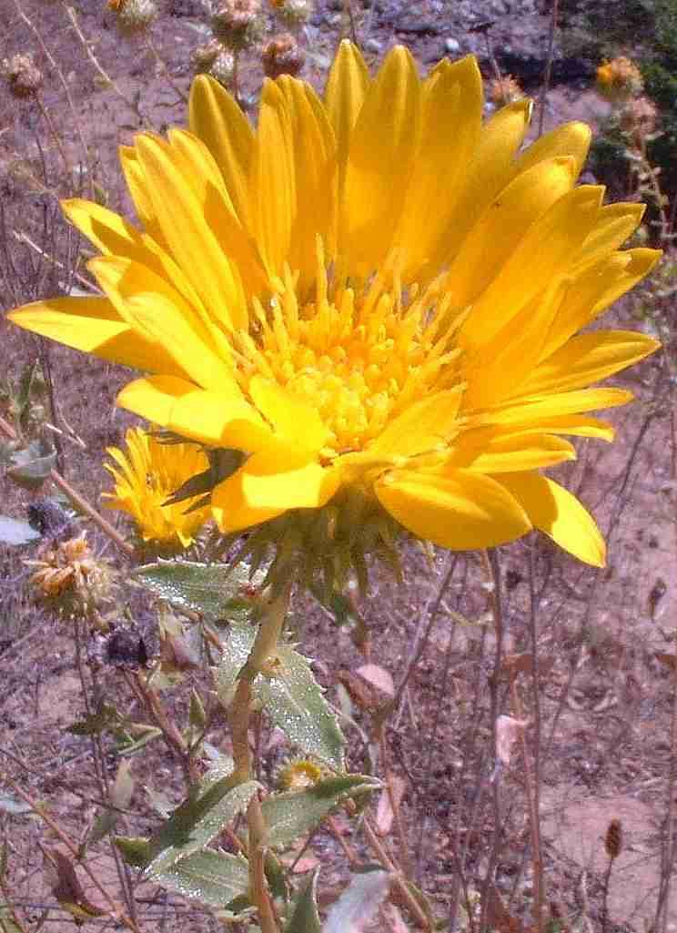 Grindelia robusta