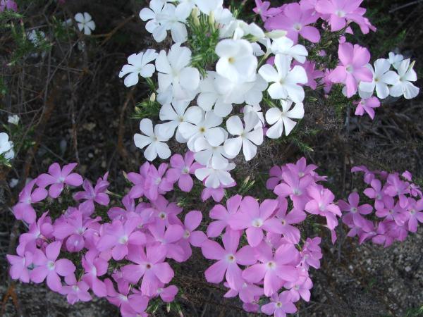 Here are two flower-color variants of Leptodactylon californicum, Prickly Phlox, that grow together in the central California chaparral.