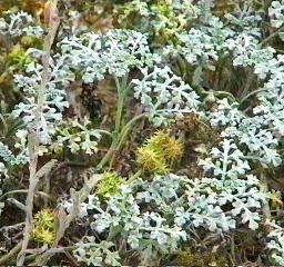 Franseria chamissonis bipinnatisecta Beach-Bur