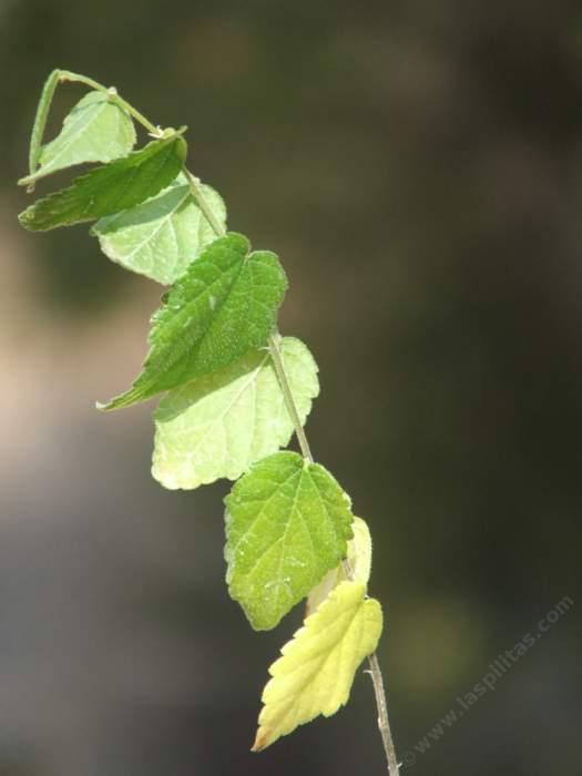 A section of stem with leaves, of Celtis reticulata, Hackberry, not very common in California.