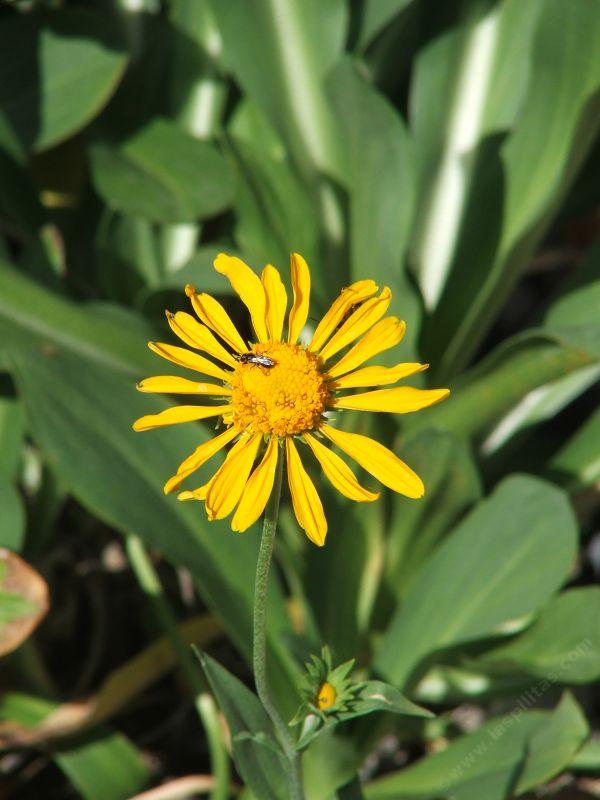 Helenium hoopesii, Owlsclaws, is a showy mountain perennial with large yellow flowers. 