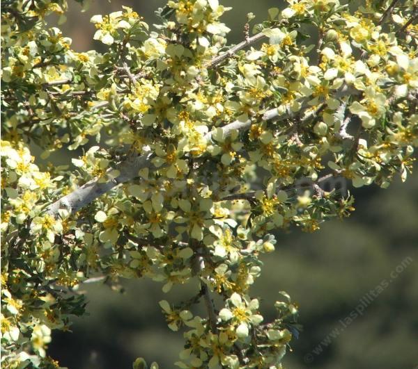 There are so many flowers on this Purshia stansburiana, Cliff Rose, that you can barely see the leaves.  - grid24_24