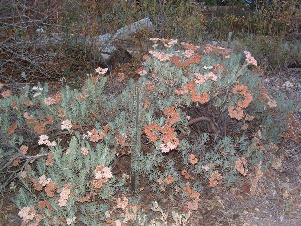 Eriogonum arborescens, Santa Cruz Island Buckwheat turns brown as the flowers get older.