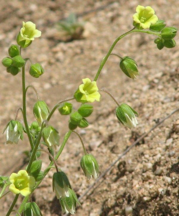 Emmenanthe penduliflora, Whispering Bells flowers