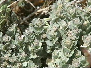 Atriplex leucophylla. Beach Saltbush - grid24_24