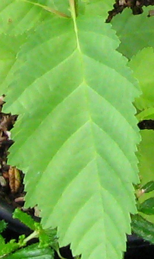 Alnus incana tenuifolia, Thinleaf alder leaf