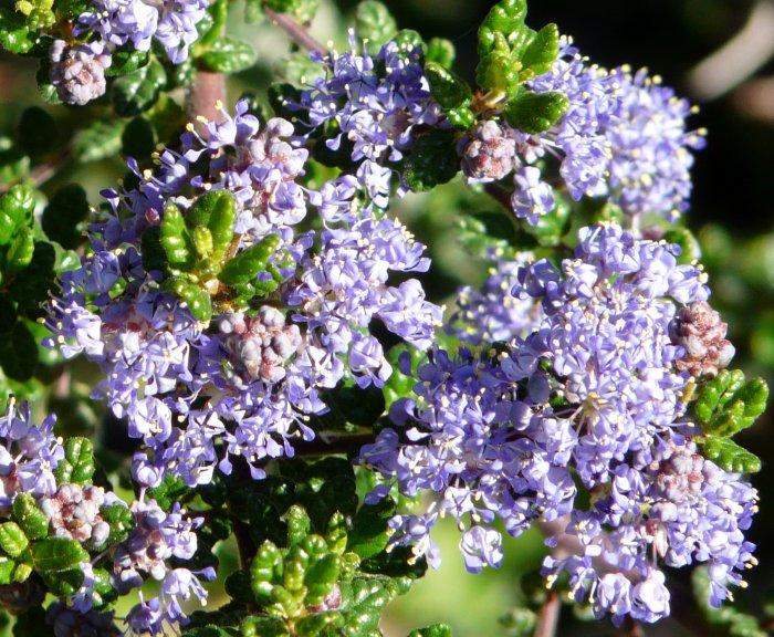 Ceanothus impressus impressus fragrant flowers - grid24_24