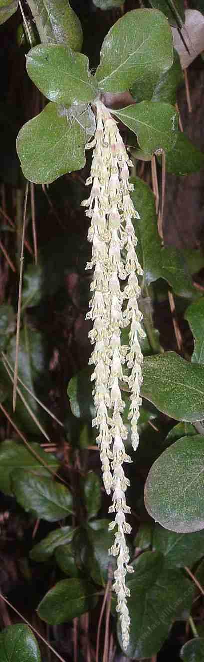Garrya elliptica 'James Roof' - Coast Silk Tassel, the male flowers, catkins, can be a foot long - grid24_24
