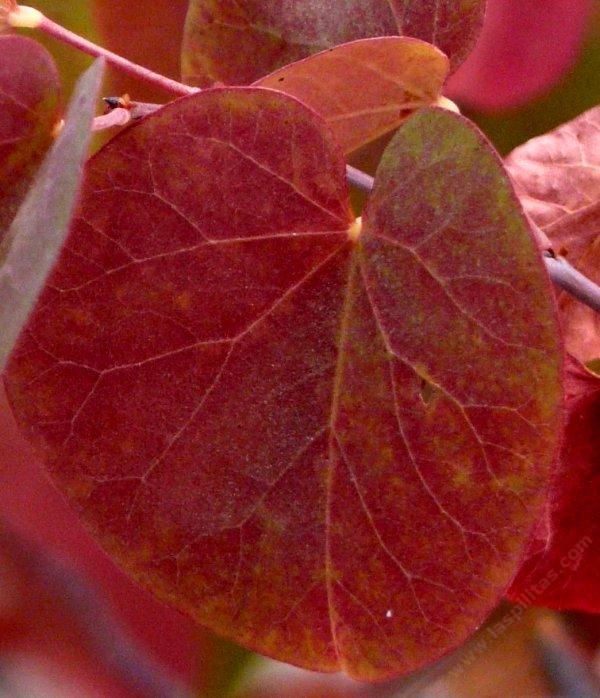Cercis occidentalis, Western Redbud.