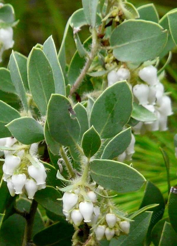 Manzanita species of Central California